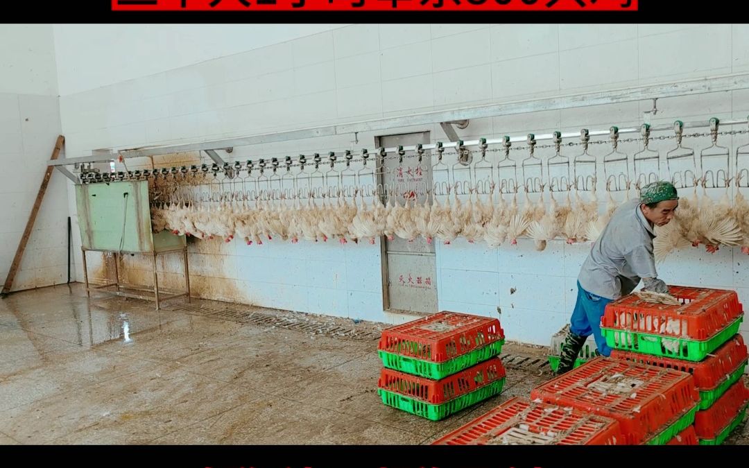 家禽自動脫蠟機 壹九八六鴨鵝用脫蠟機在家畜養殖與屠宰成套設備中的應用