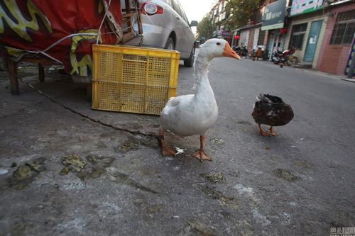 小區公共車位變養殖場，奇葩占位神器引爭議
