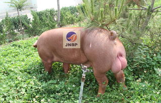 專業育種，卓越品質 濟寧原種豬場優質杜洛克公豬供應與招商